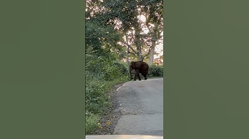 അതിരപ്പിള്ളിയിൽ വീണ്ടും കാട്ടാന ആക്രമണം .. ELEPHANT ATTACK ATHIRAPALLY
