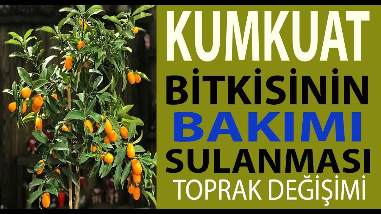 Kumkuat bitkisinin bakımı, sulanması, toprak değişimi. Kumkuat meyve nasıl verdilir.