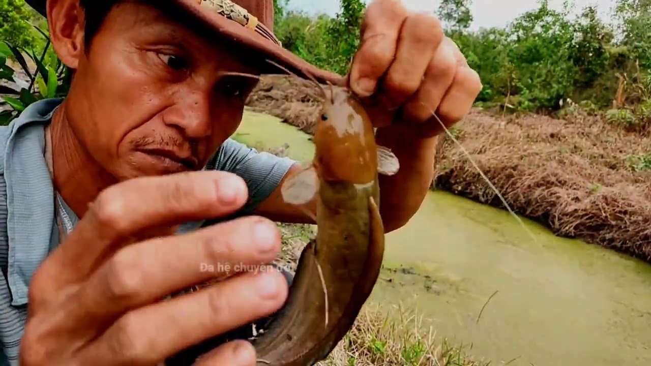 Câu cá trê vàng ngày thứ 5 nhưng cá chưa nhàm mồi (video 21)@3ruong