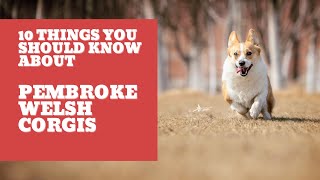 Pembroke Welsh Corgi 😍 10 Things you should know about Pembroke Welsh Corgis by Dog Lovers 39 views 2 years ago 7 minutes, 27 seconds