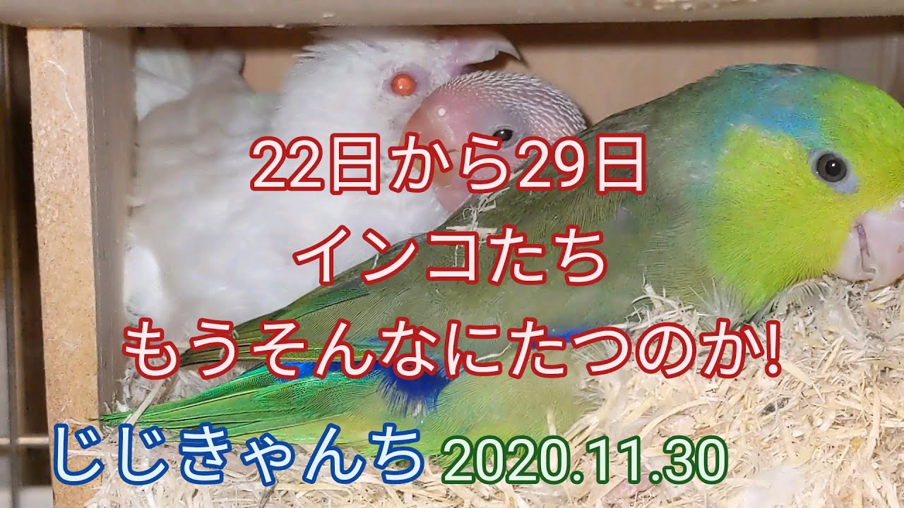 一週間ぶり🐣