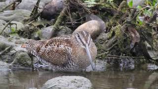 1061207花蓮美崙溪稀有迷鳥孤沙錐（Gallinago solitaria）2