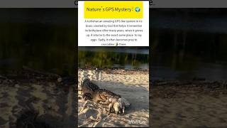 turtle amazing truth wildlife secret  #turtle #ukwildlife #usawildlife #wildlife #shorts