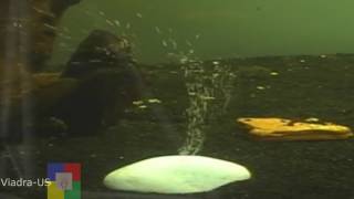 DIY aquarium co2 diffuser from a stone # Micro bubbles #