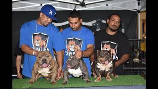 Xpbullies micro bully expo.