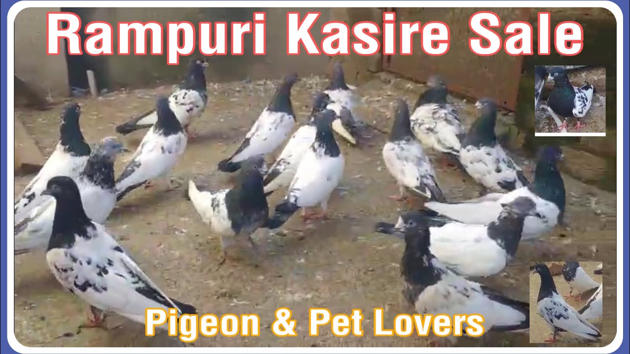 Rampuri Kabuter Lot , top quality & original bloodline Kabuter - YouTube