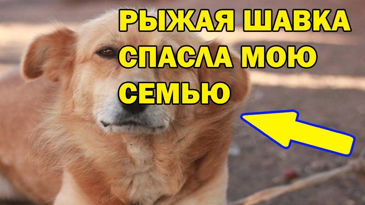 Рыжая в машине