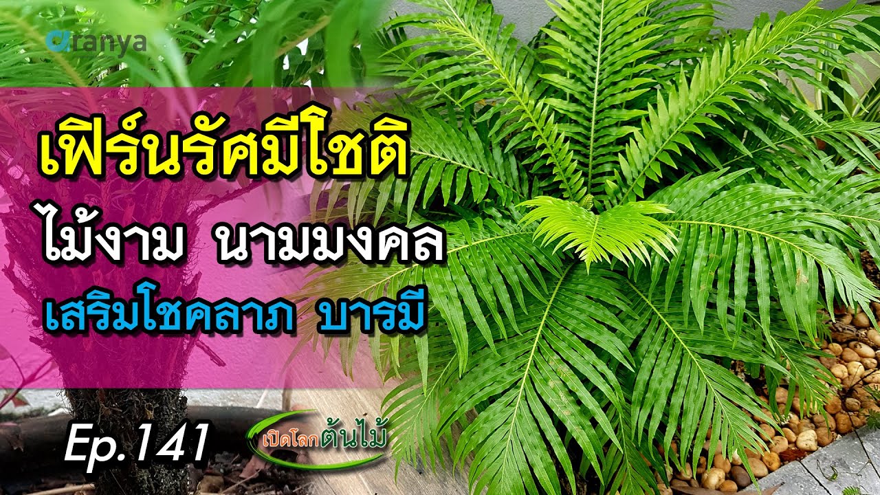 เฟิร์นรัศมีโชติ ไม้งาม นามมงคล เสริมโชคลาภ บารมี |Aranya Channel