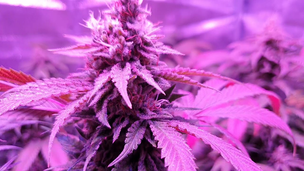 Green Gelato, Sweet Zkittlez & Royal Gorilla Flower Update #9