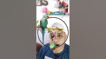 stop challenge parrot 🦜#puzzle #shorts #shortsfeed