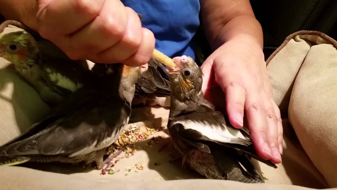 hand fed baby cockatiels 3 and 4 weeks old YouTube