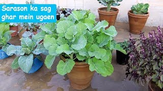 How to grow mustard in containers-Urdu/Hindi