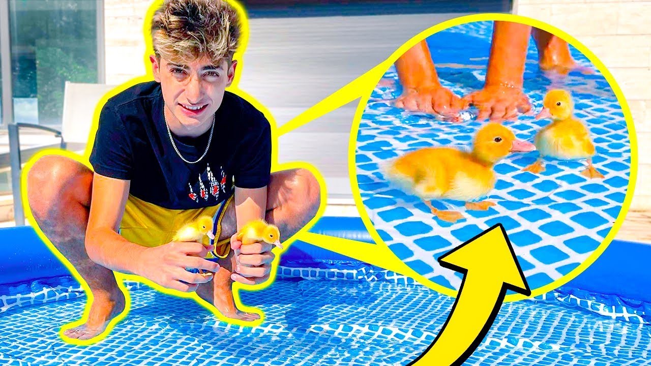 MIS PATOS PEQUEÑOS NADAN POR PRIMERA
