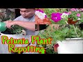 Petunia Plant Repotting + My DIY Hanging Pot + Petunia Plant Tour