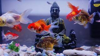 Goldfish Relaxing Music Video