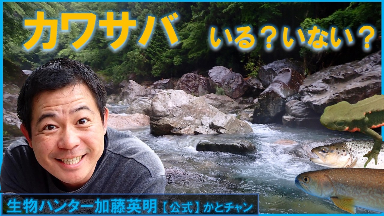 カワサバ！いる？いない？一生懸命探してみたら... すごい場所だった！ ≫生物ハンター加藤英明【公式】かとチャン