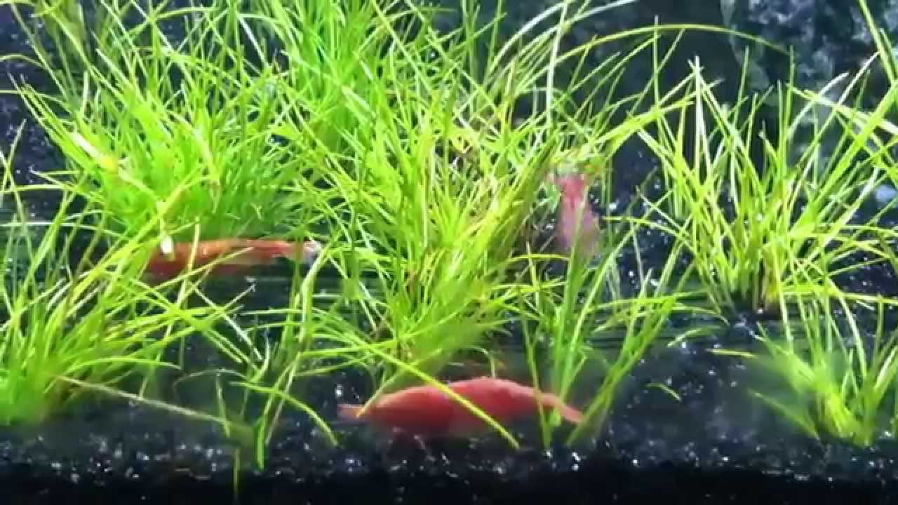 How Many Cherry Shrimp In 5 Gallon Drtjmcffggh2 How Many Cherry Shrimp In 5 Gallon Drtjmcffggh2