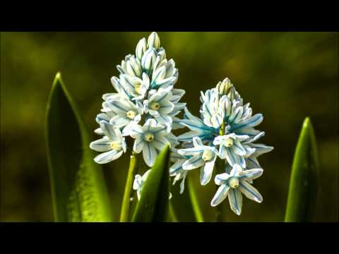 سورة الذاريات للشيخ عبدالرشيد صوفي برواية السوسي عن أبي عمرو