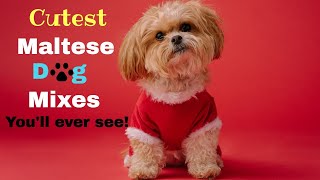 Cutest Maltese Dog Mixes by Simple Dog Facts 228 views 9 months ago 9 minutes, 6 seconds
