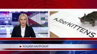 Кошки напрокат Кошки напрокат