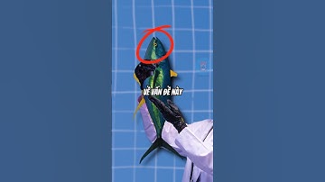 VÌ SAO LOÀI CÁ NGỪ KHÔNG THỂ DỪNG BƠI | 😨 (Có Thể Bạn Chưa Biết) #fact #dongvat #thaukinhdongvat