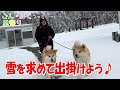 そんなに好きなら… 「雪を求めて出掛けよう♪」　ごん・みくファミリー里帰り♡　秋田犬【ごん・みく チャンネル】