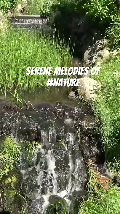birds ringtone : Serene Melodies of Nature WhatsApp status #shorts #shortsfeed #youtubeshorts