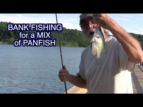 Bank Fishing In Tennessee For A Mix Of Panfish