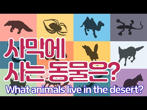 사막에 사는 동물은?/What animals live in the desert?/유아교육