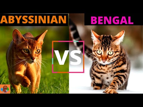 Video: Abyssinian Cat Breed Hypoallergenic, Kalusugan At Life Span