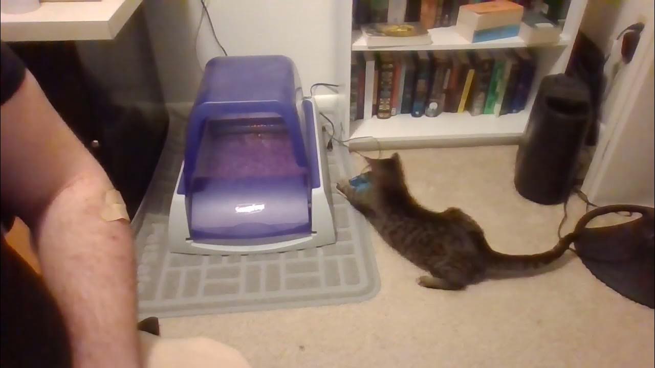 My cat attacks my phone for 2 minutes YouTube