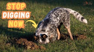 STOP Dog Digging | How to Prevent Your Dog From Digging in Your Yard by Keeping Pet 89 views 11 months ago 4 minutes, 37 seconds