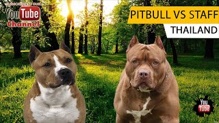 American Pitbull Vs Staff Bull Terrier