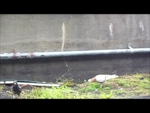  New Orleans | Day 1| My Pigeon Friends