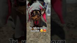 Наша борзая собака той терьер Дина 🤟 #той #dog #doglover