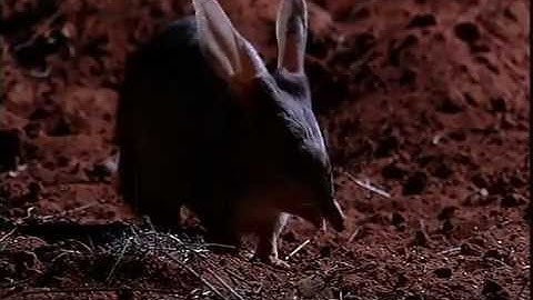 The Bilby Brothers TRAILER