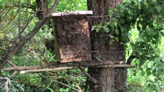 Пересаджуємо рій з пастки у вулик 🐝We transplant the swarm from the trap to the hive