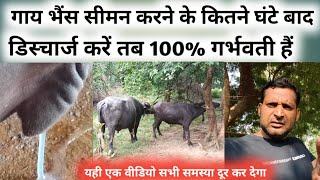 गाय भैंस सीमन कितने घंटे बाद डिस्चार्ज दें गर्भवती || gaay bhains cross semen garbhvati Discharge 