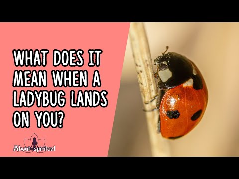 Inside Ladybug Land: Understanding the Spots