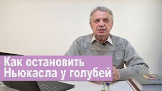 Как остановить Ньюкасла у голубей