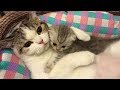 「かわいい猫」 母親と遊んでいる子猫 - 最も面白い猫の映画2018 #242