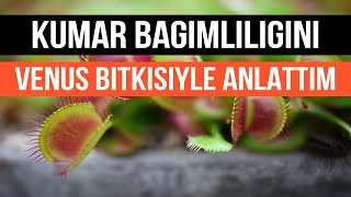 Kumar Bağımlılığını Venüs Bitkisi İle Anlattım Kumarı Bırakmak İsteyenler Mutlaka İzlesin