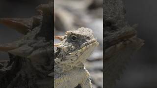 Su temperamento hace que salga un disparo de sangre 🩸El dragón del desierto lagarto cornudo #animas