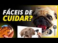 Qual é o Cachorro Mais Fácil de Cuidar | Veja 3 Raças de Cachorros que Exigem Cuidados Simples