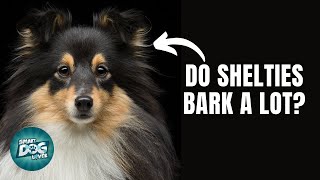 12 Things Only Sheltie Dog Owners Understand
