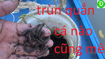 57  Giăng Câu Mồi Trùn Quắn - Dính Đủ Loại Cá l Đất Phương Nam