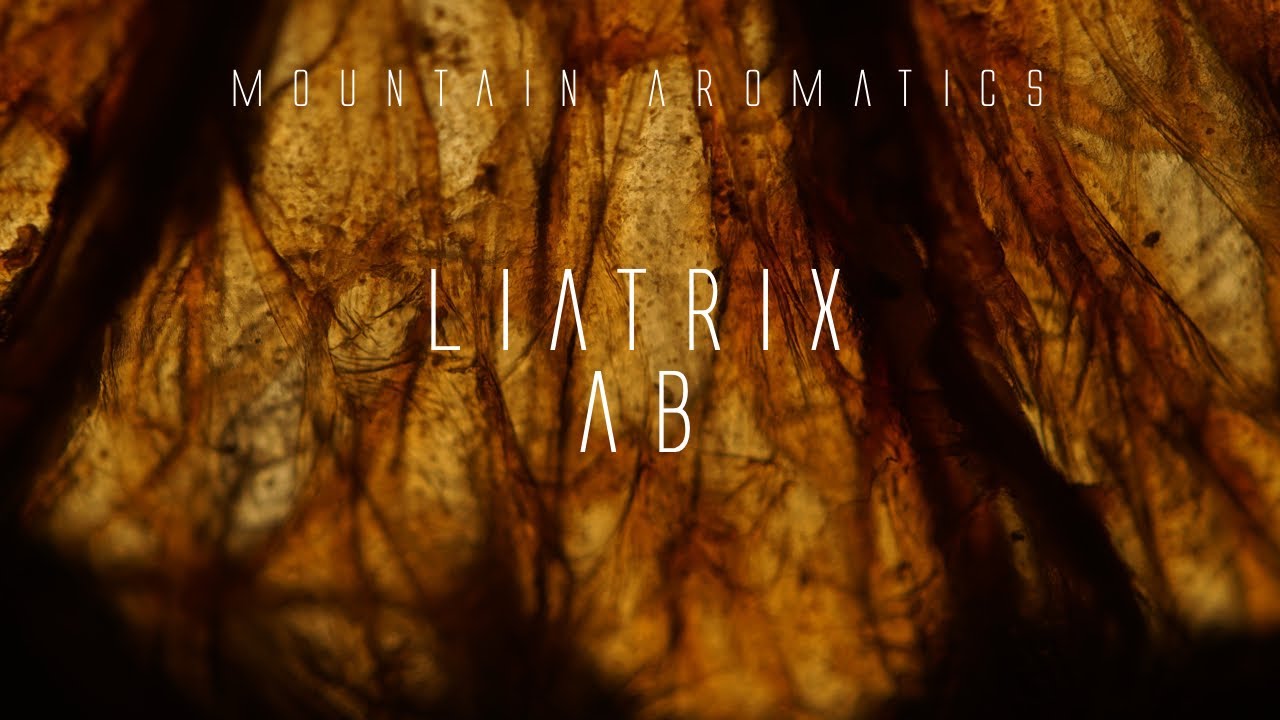Liatrix Absolute - Making Custom Perfume - Mountain Aromatics