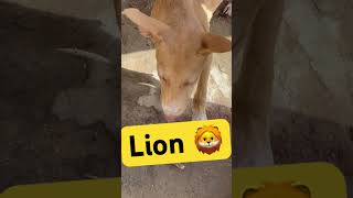 Lion ? shortsvideo trending viral short lion dog animals