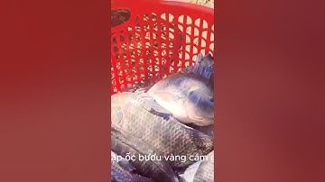 Mô Hình Nuôi Cá Rô Phi Đơn Tính Trong Bể Xi Măng Bể Bạt - Bí Quyết Làm Giàu