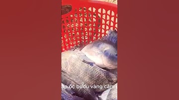 Mô Hình Nuôi Cá Rô Phi Đơn Tính Trong Bể Xi Măng Bể Bạt - Bí Quyết Làm Giàu